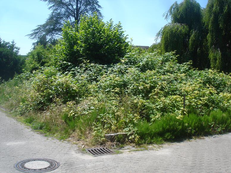 Beitragsbild zu unbebautes Grundstück